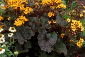 Ligularia 'Britt-Marie Crawford